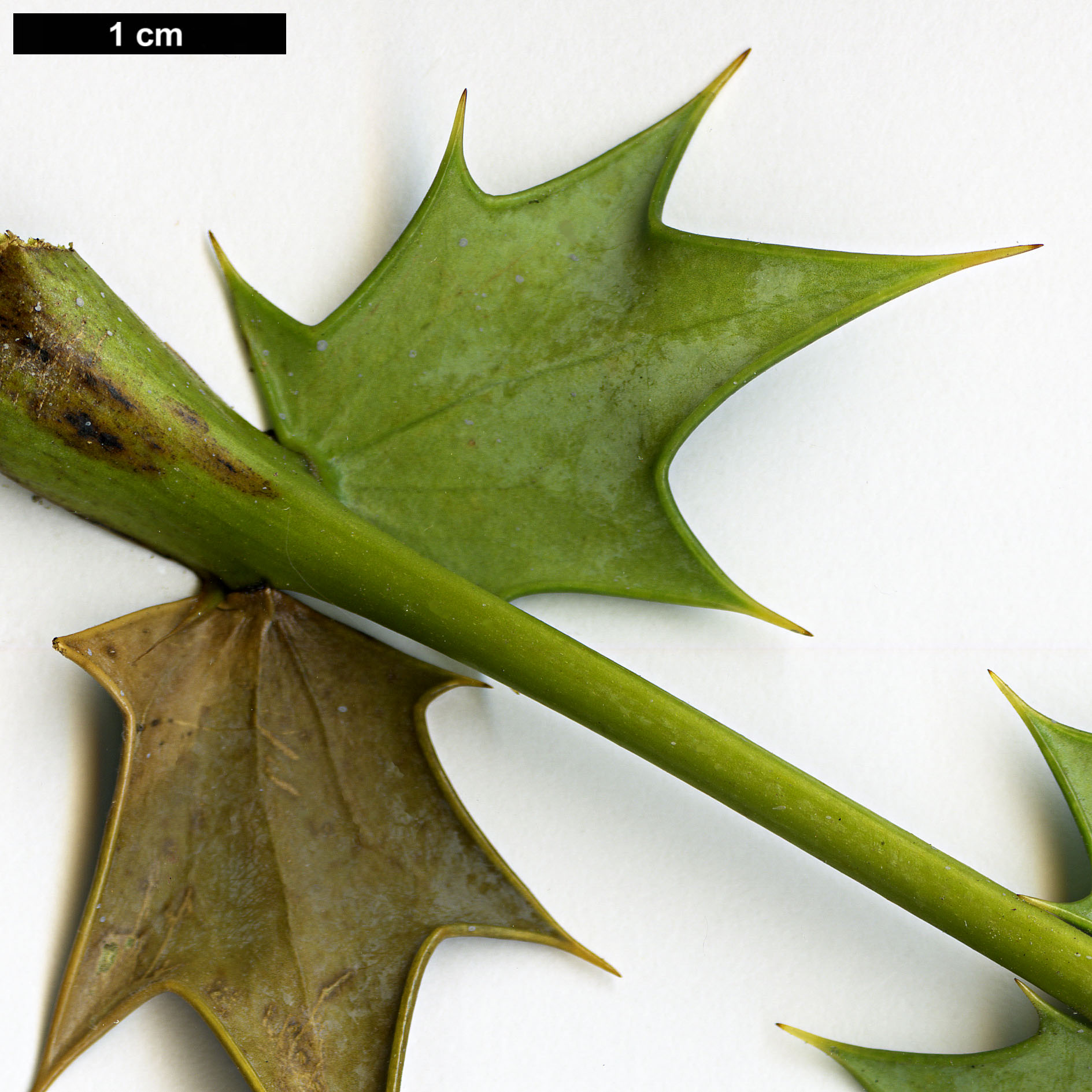 High resolution image: Family: Berberidaceae - Genus: Mahonia - Taxon: ×media (M.japonica × M.oiwakensis subsp. lomariifolia)